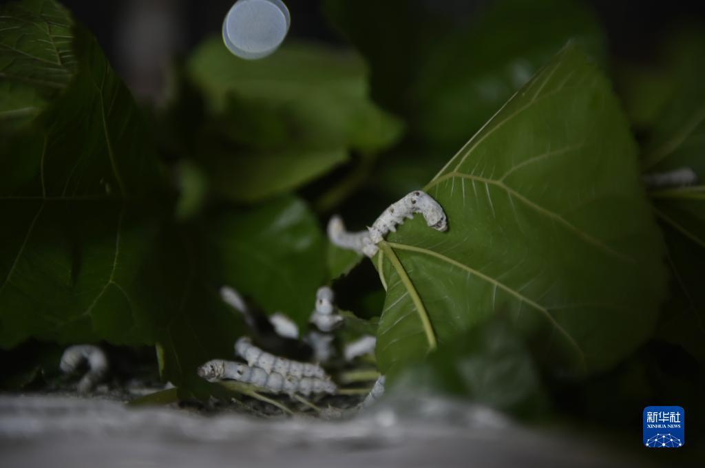 蒙特卡罗登陆